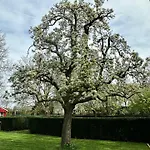 De Perenboom 3*