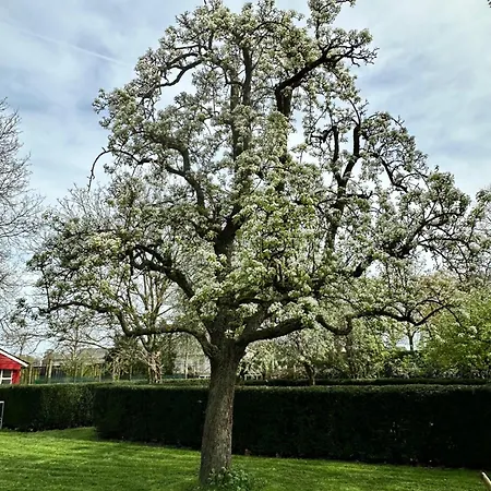 De Perenboom 3*